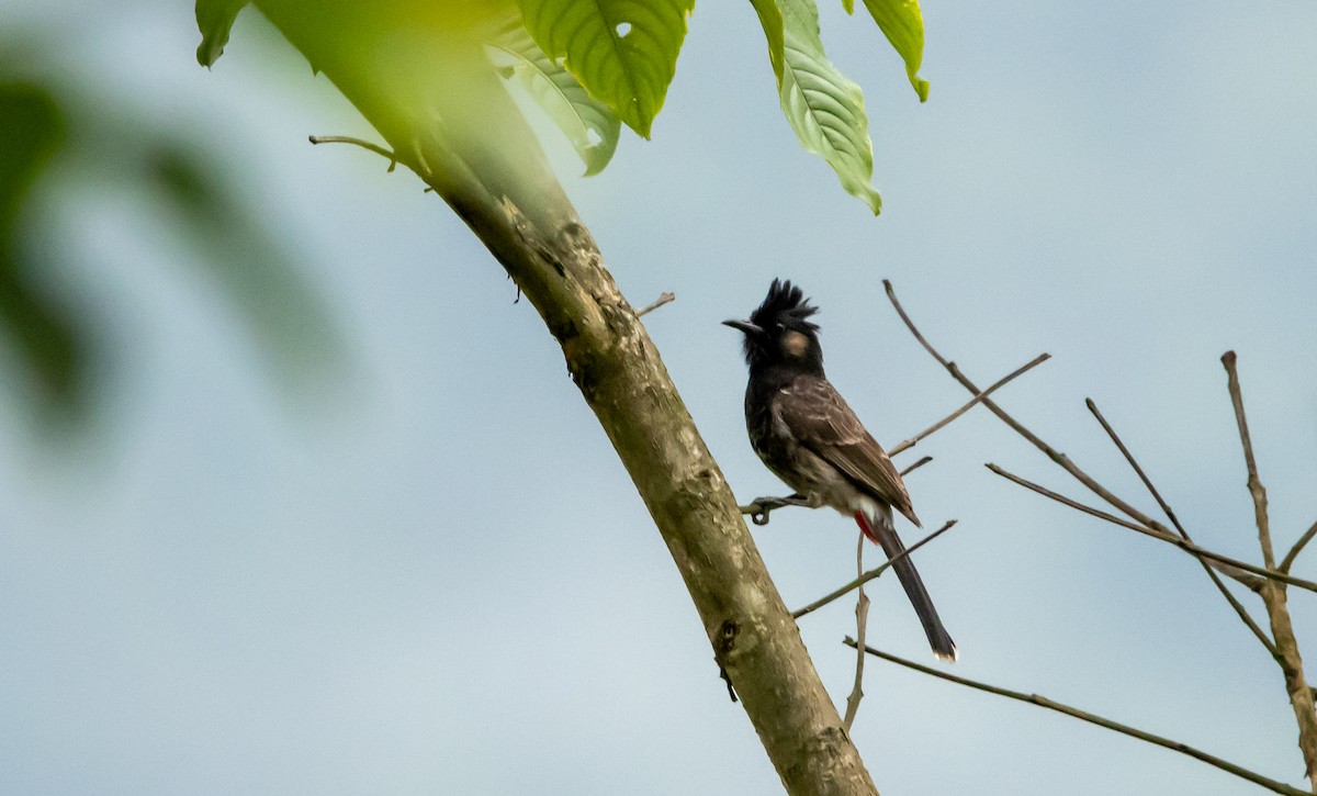 Red-whiskered/Red-vented Bulbul - ML619975500