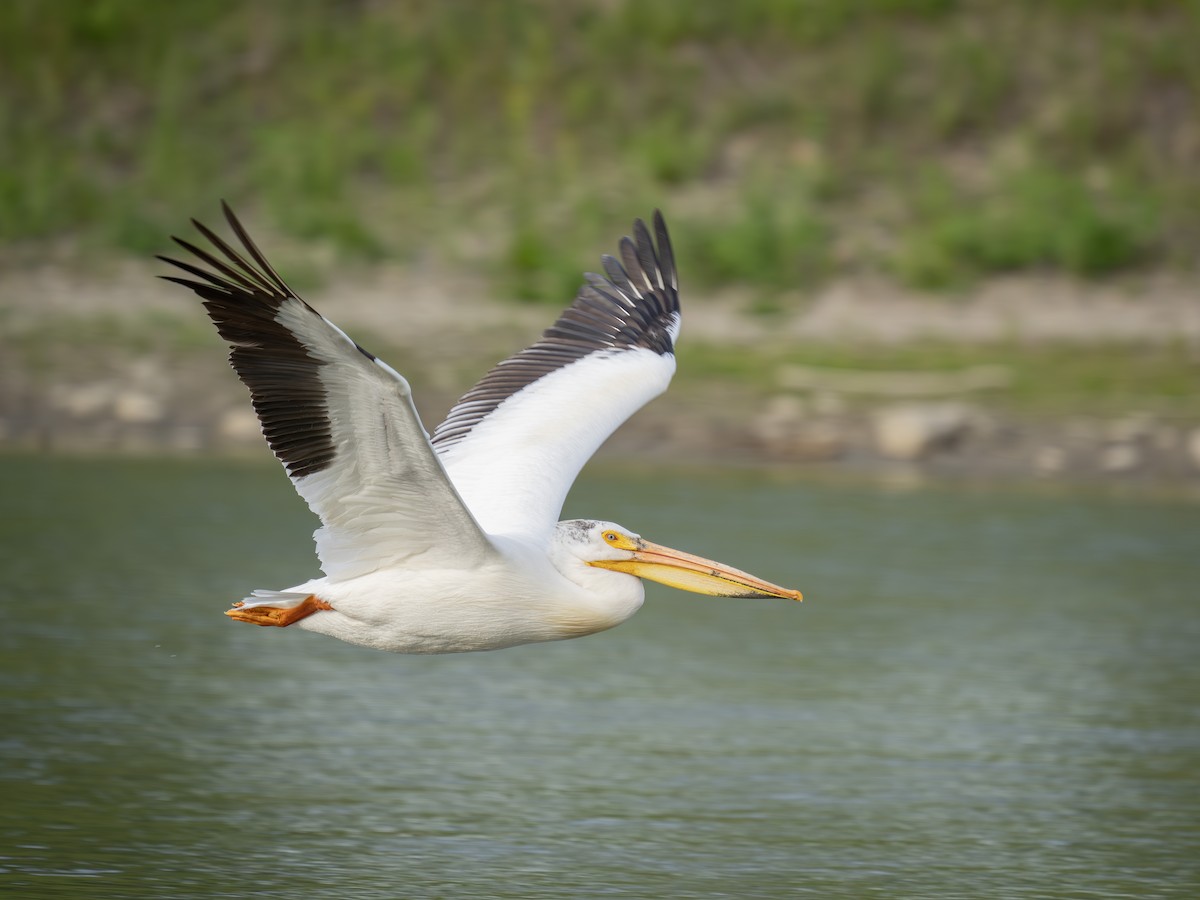 pelikán severoamerický - ML619975514