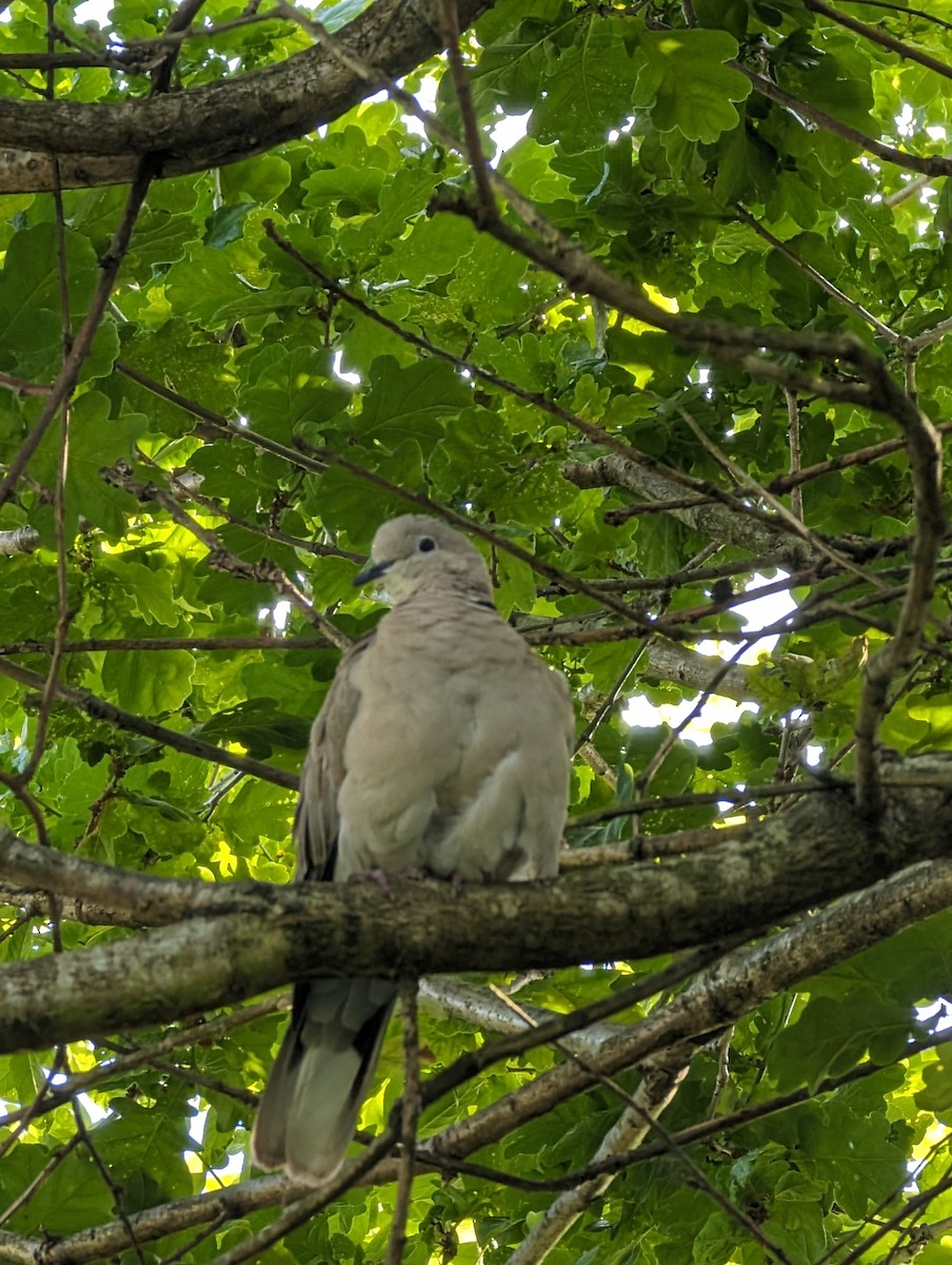 Eurasian Collared-Dove - ML619975517