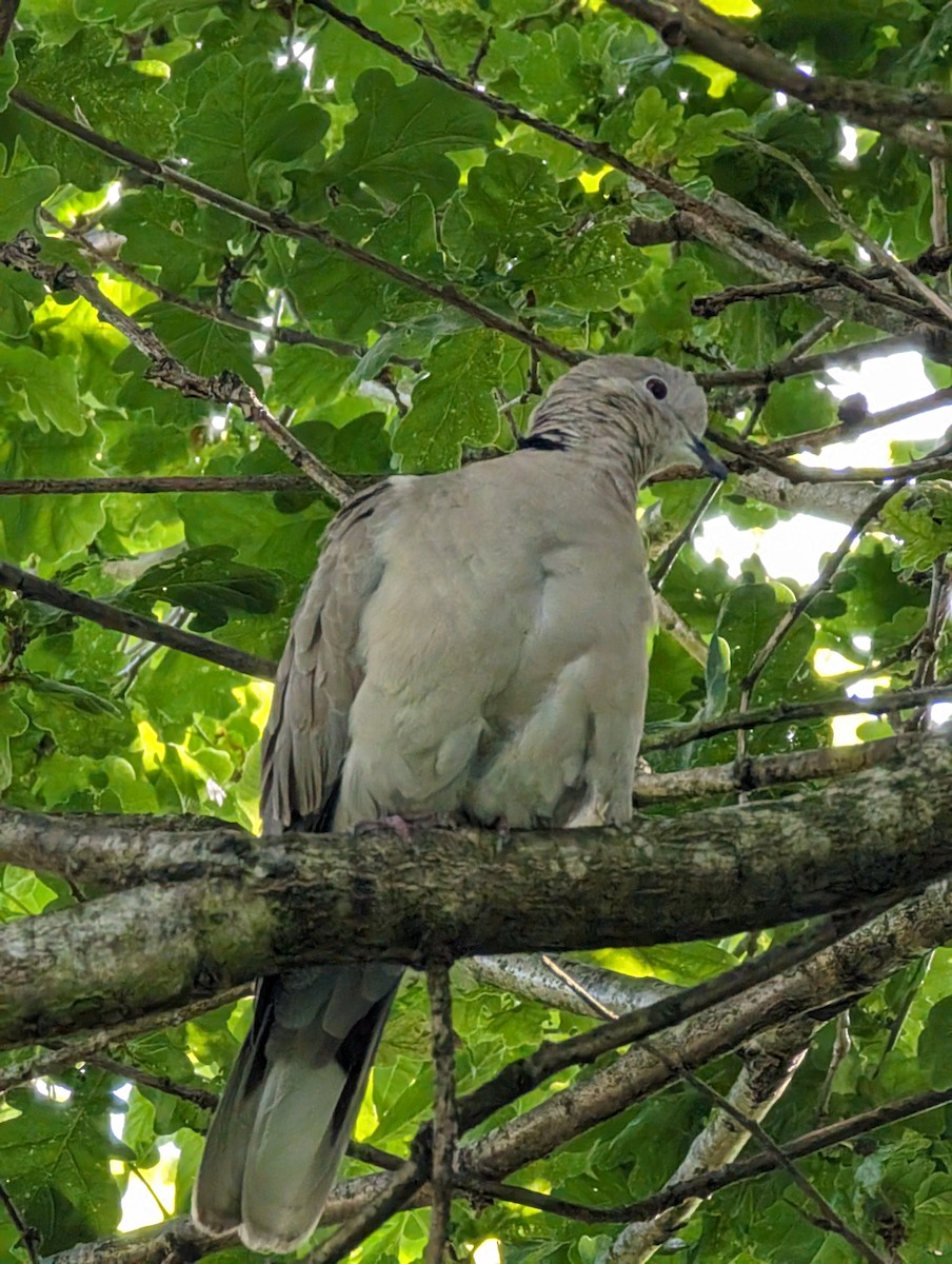 Eurasian Collared-Dove - ML619975518