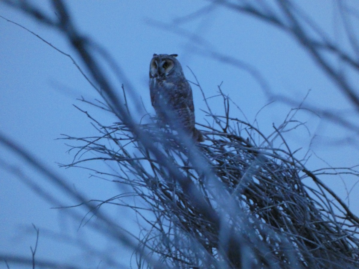 Long-eared Owl - ML619975537