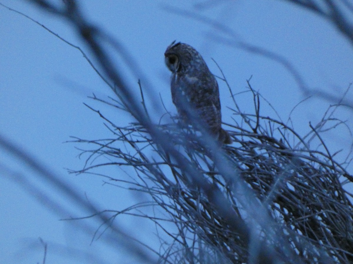 Long-eared Owl - ML619975538