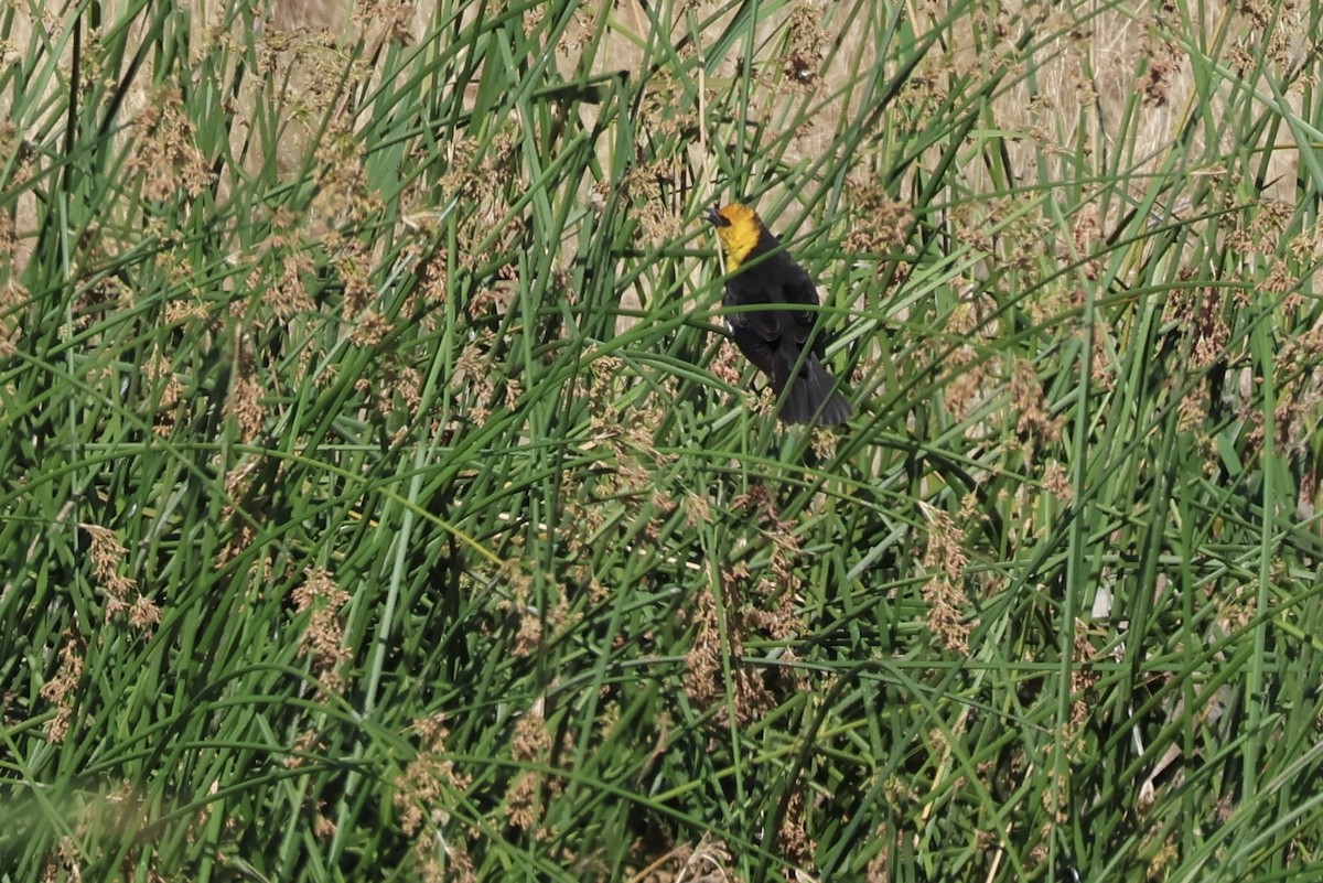 Yellow-headed Blackbird - ML619975541
