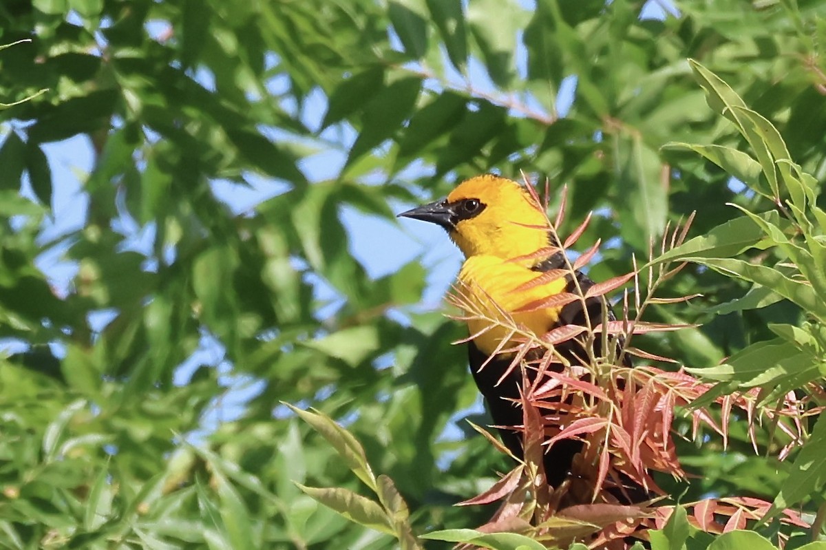 Yellow-headed Blackbird - ML619975542