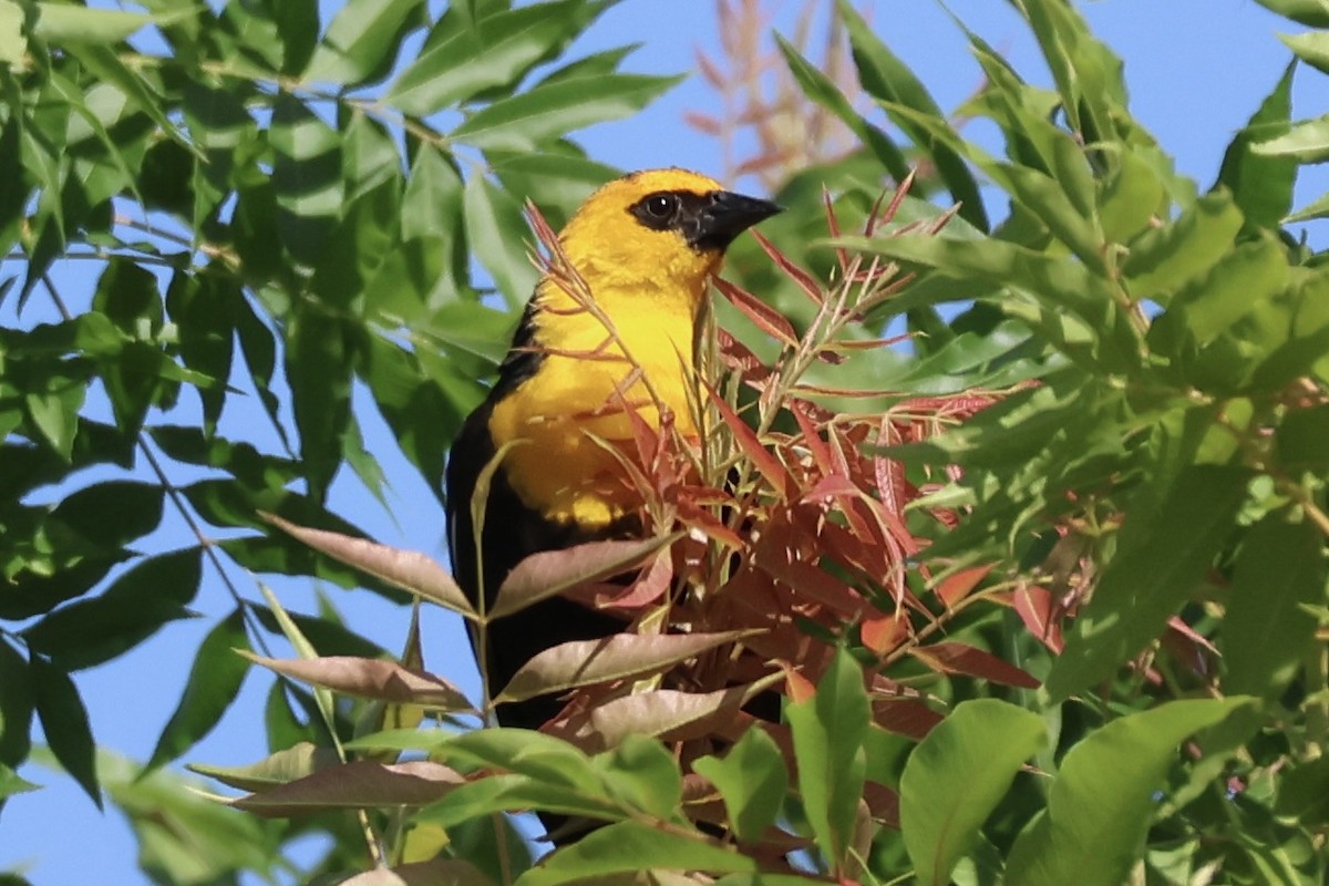 Yellow-headed Blackbird - ML619975543