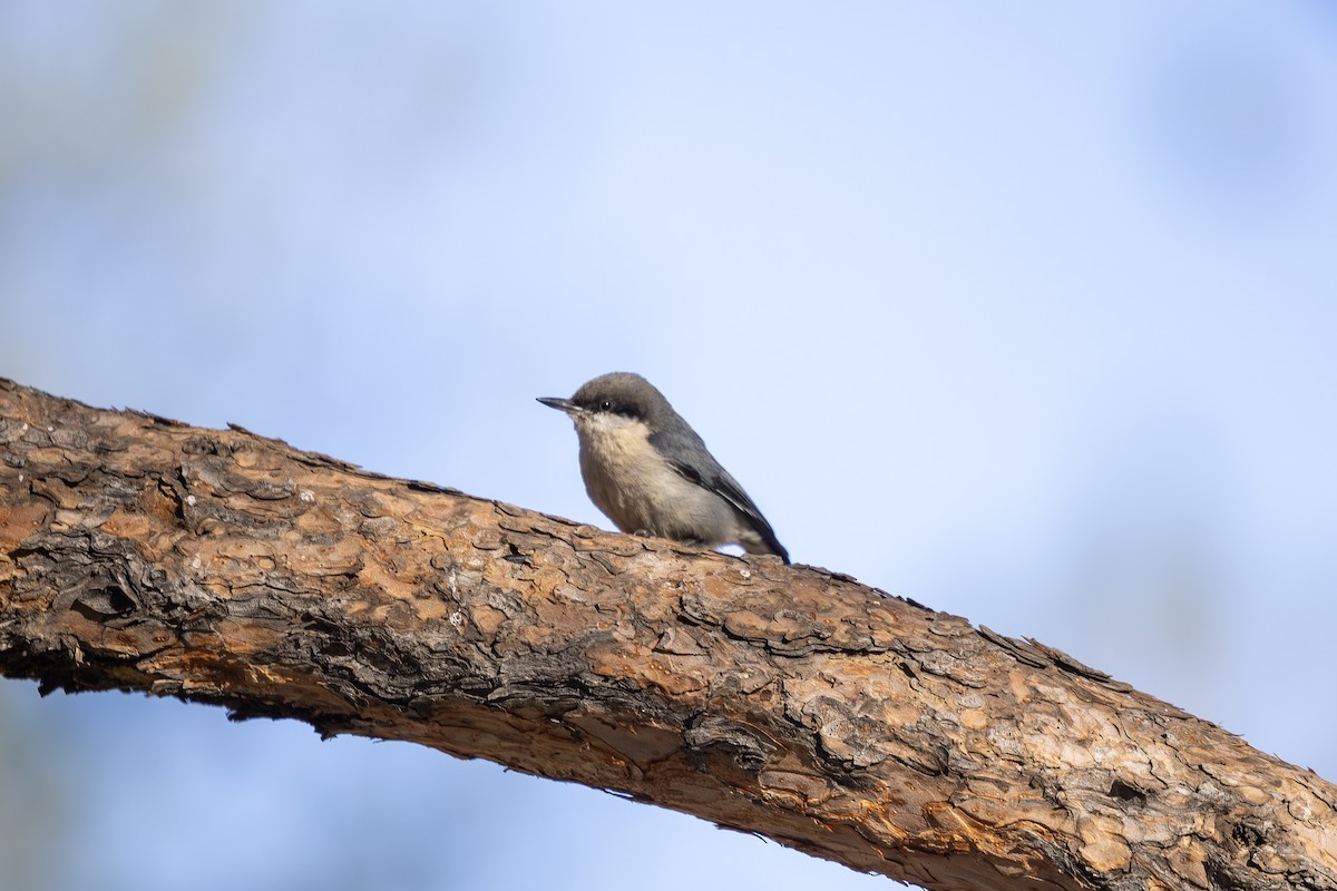 Pygmy Nuthatch - ML619975547