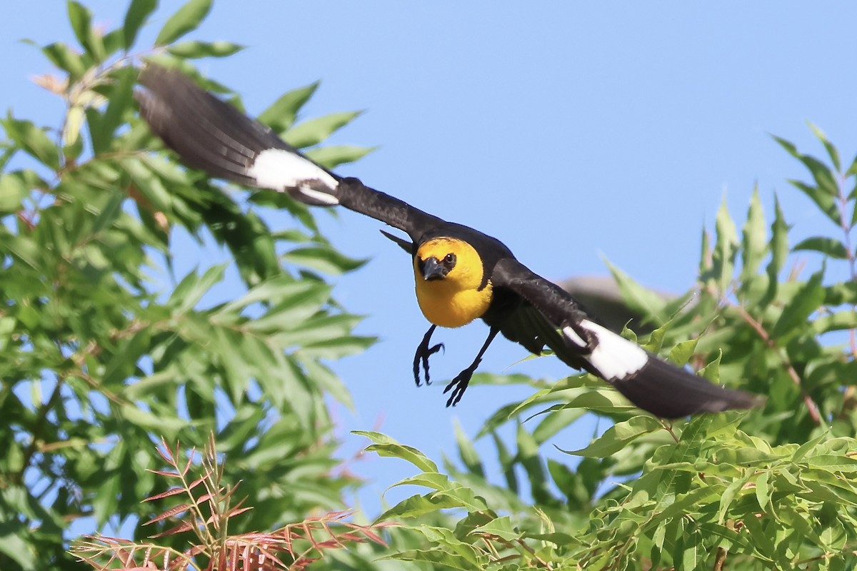 Yellow-headed Blackbird - ML619975549
