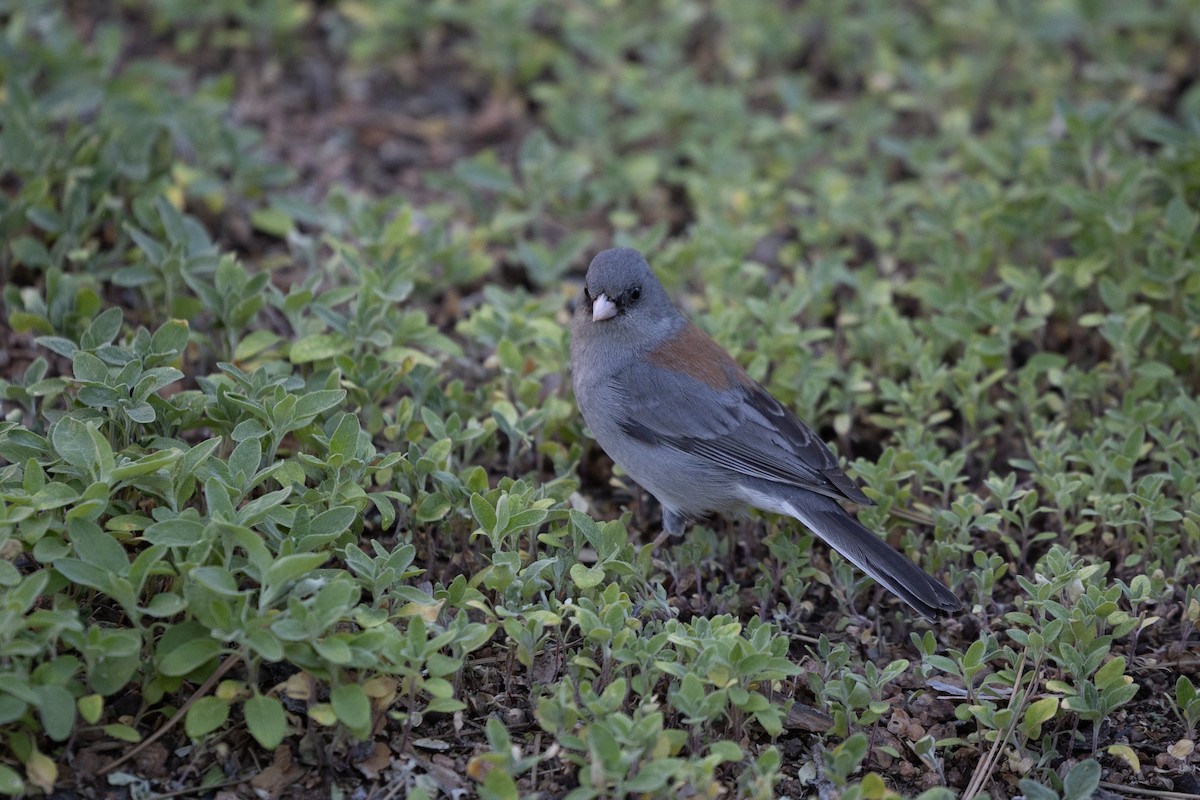 Junco Ojioscuro (caniceps) - ML619975553