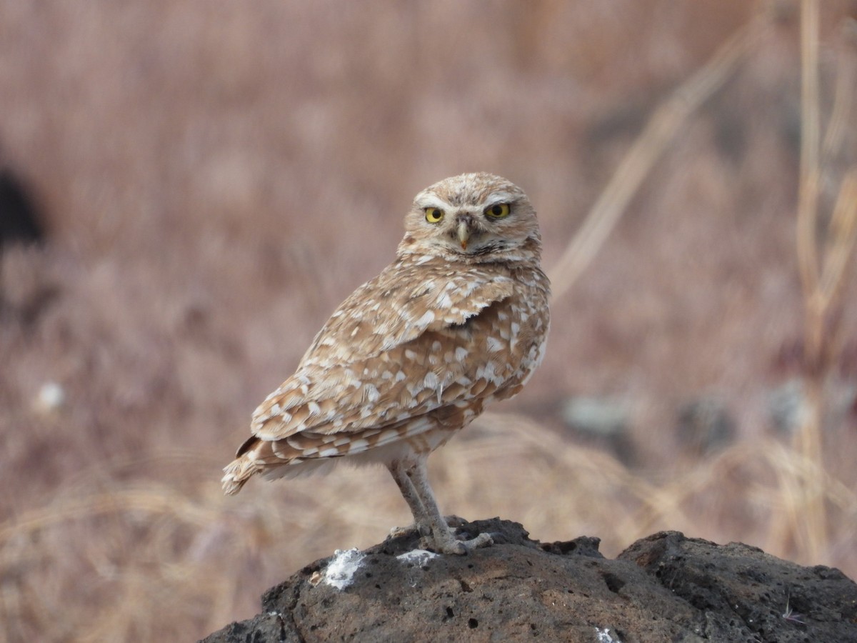 Burrowing Owl (Western) - ML619975556