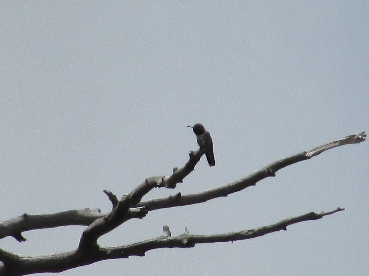 Broad-tailed Hummingbird - ML619975557