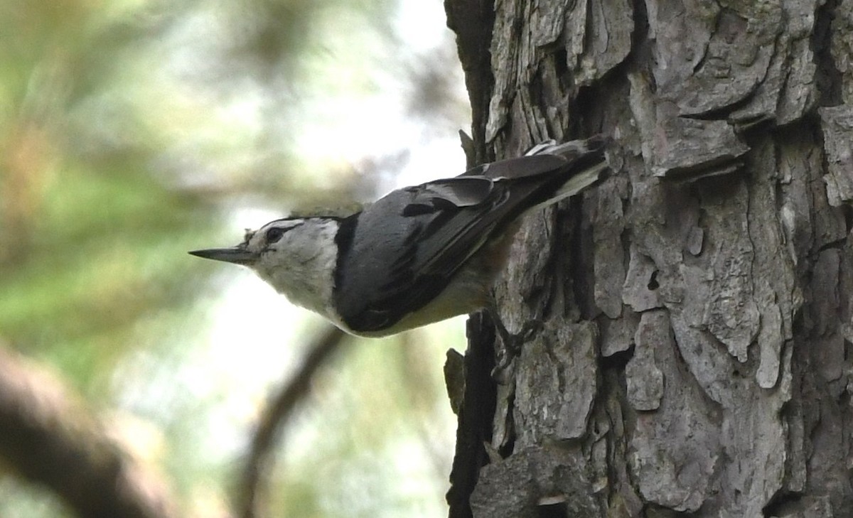 White-breasted Nuthatch - ML619975560