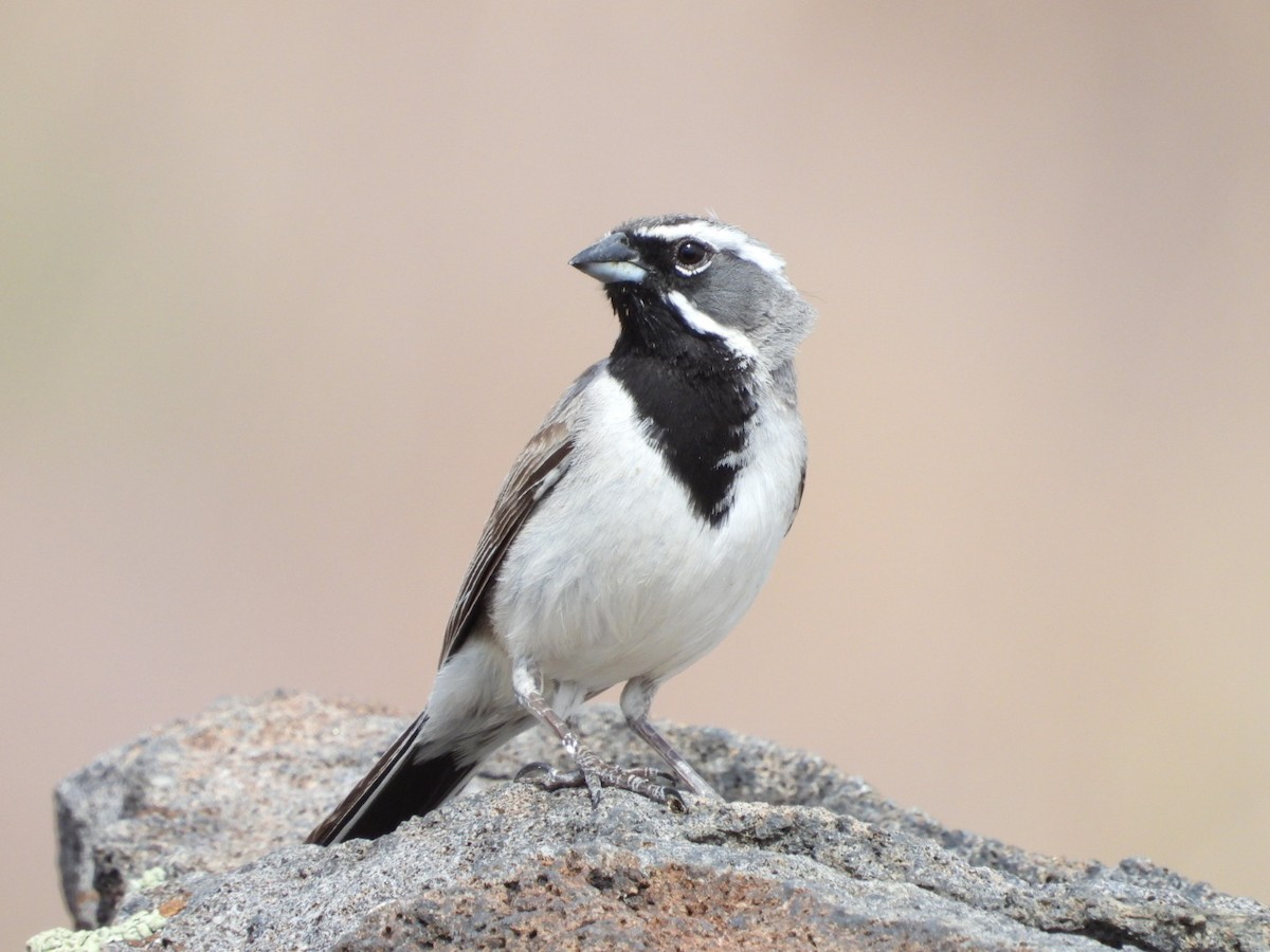 Black-throated Sparrow - ML619975564