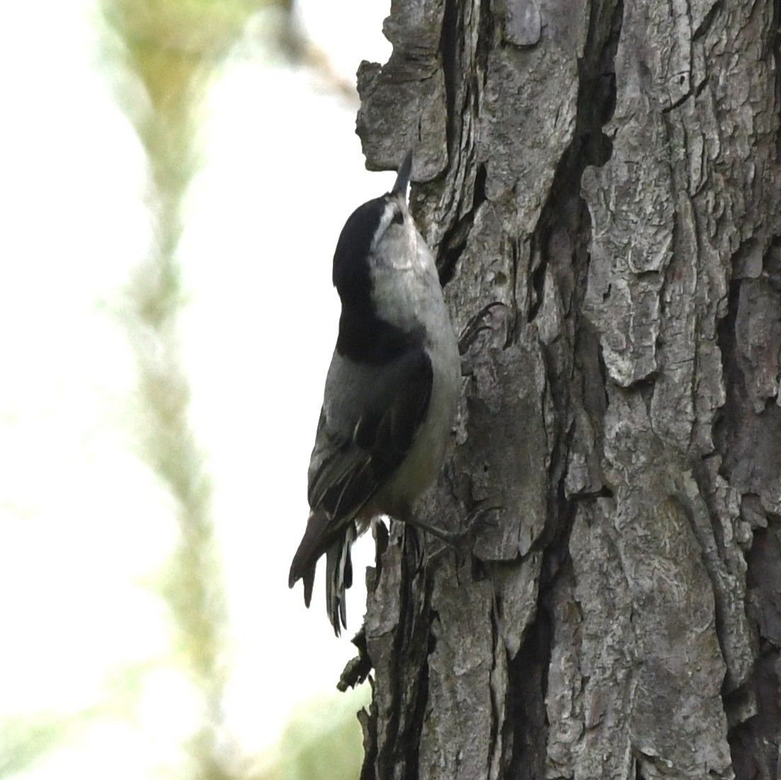 White-breasted Nuthatch - ML619975565