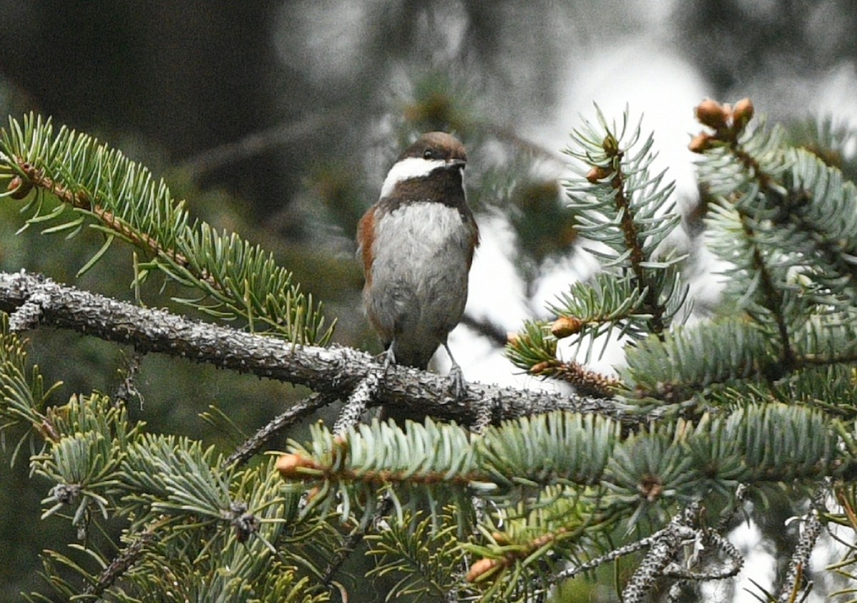 Chestnut-backed Chickadee - ML619975575