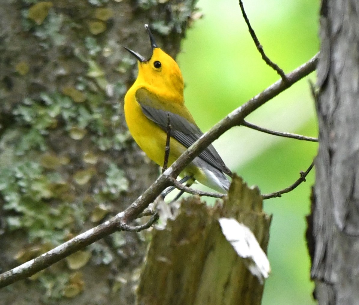 Prothonotary Warbler - ML619975583