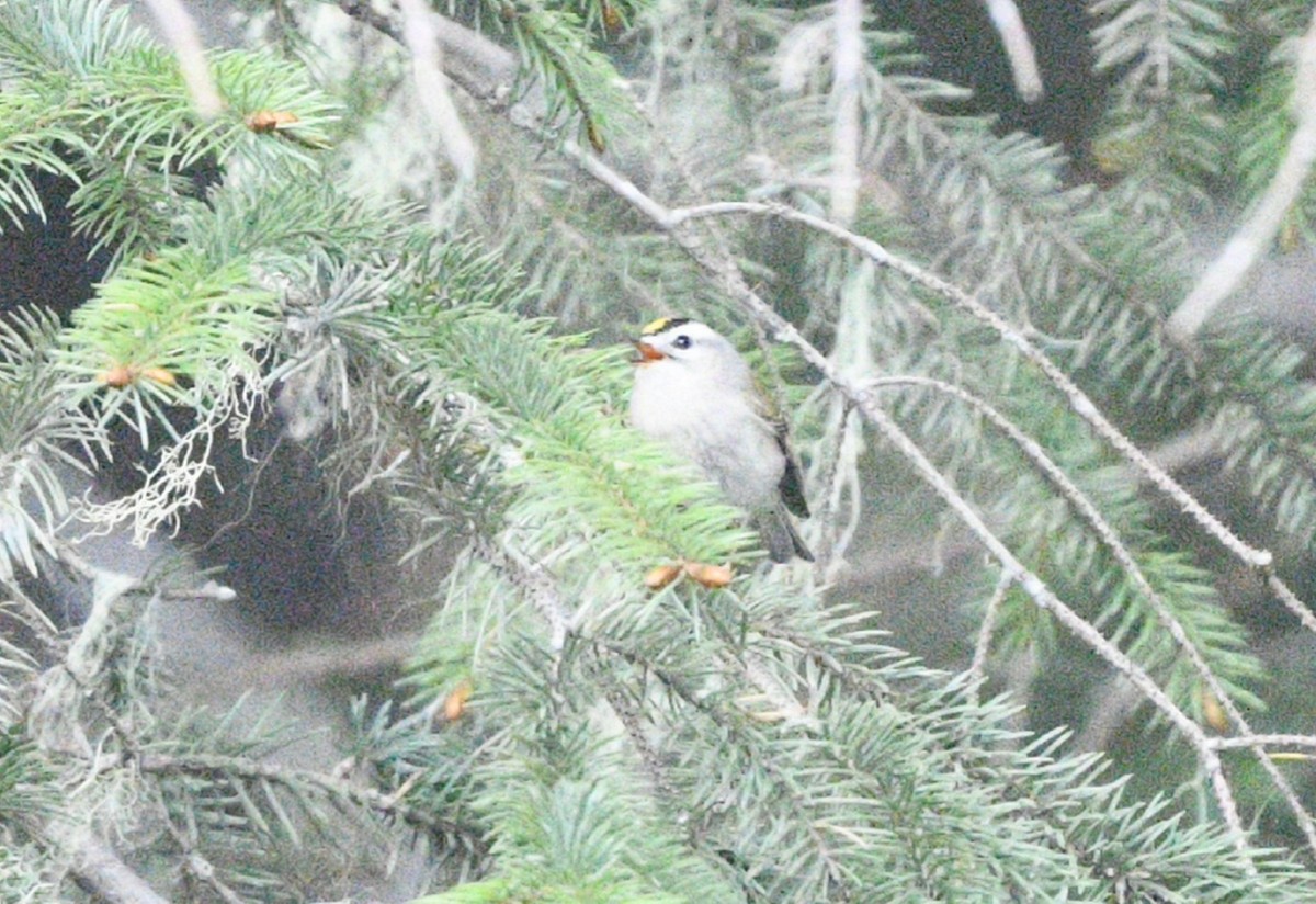 Golden-crowned Kinglet - ML619975588