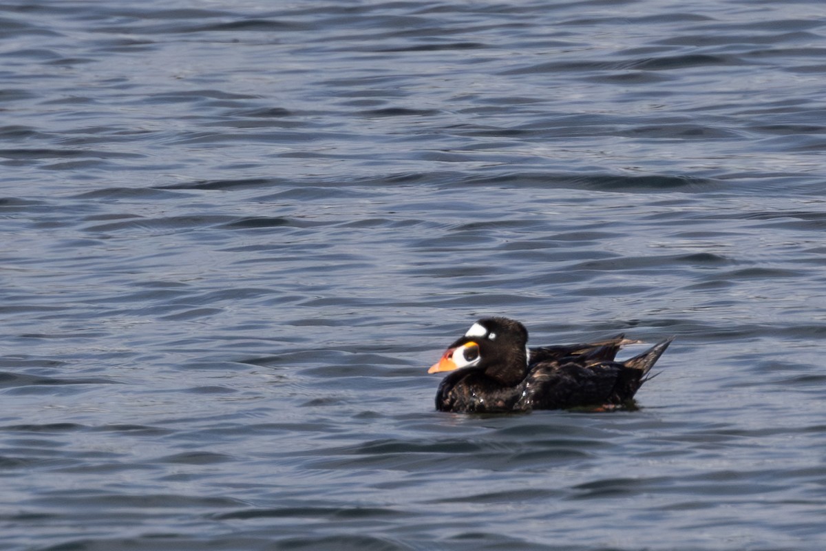 Surf Scoter - ML619975594