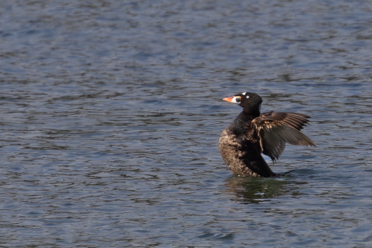 Surf Scoter - ML619975596