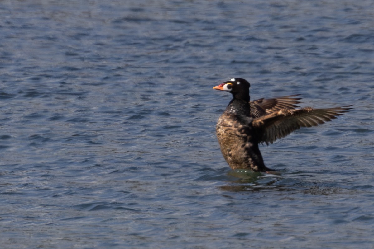 Surf Scoter - ML619975597