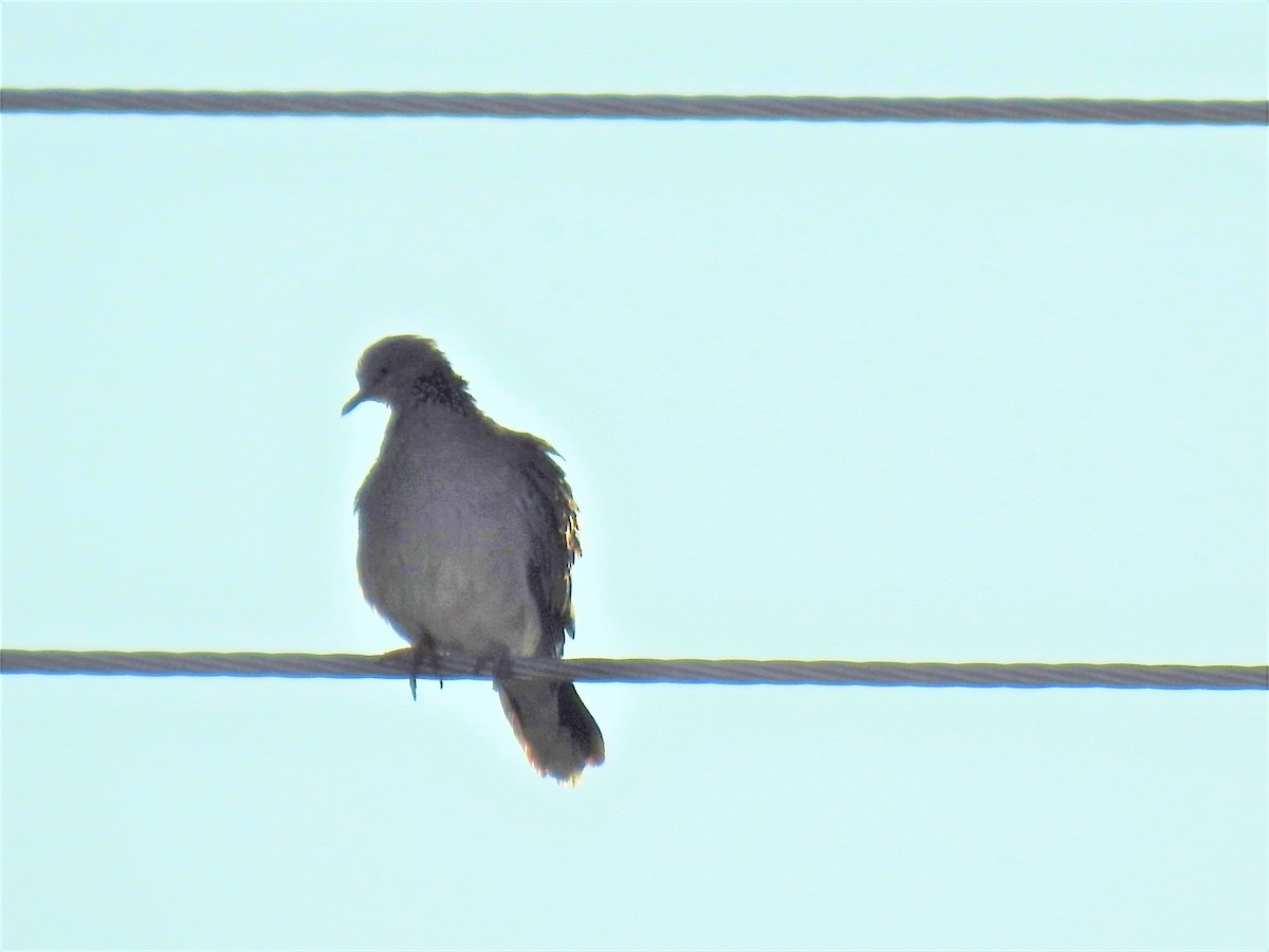 Spotted Dove - ML619975600