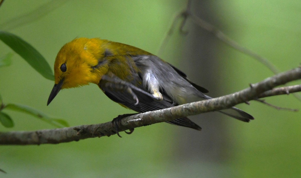 Prothonotary Warbler - ML619975603