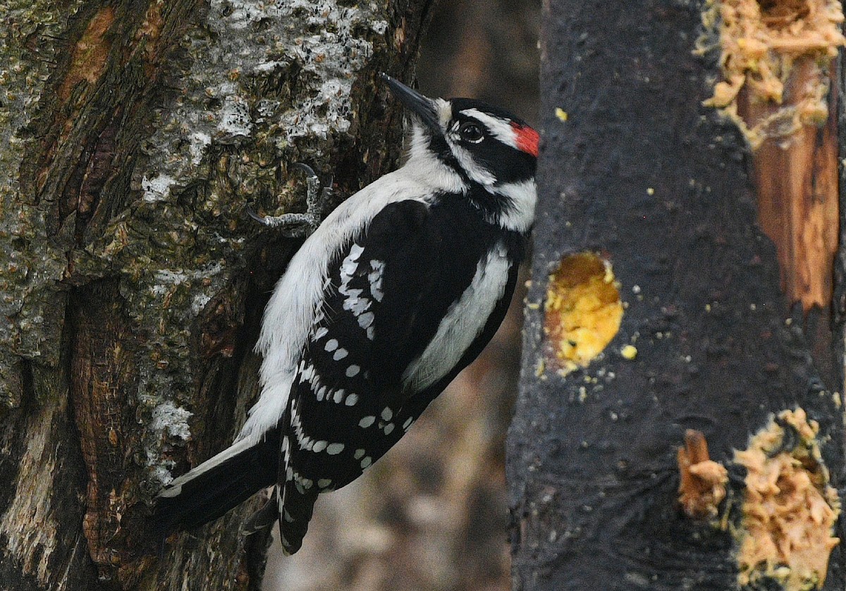 Downy Woodpecker - ML619975616