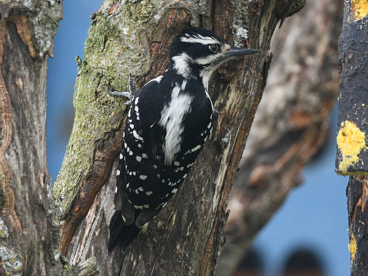 Hairy Woodpecker - ML619975627