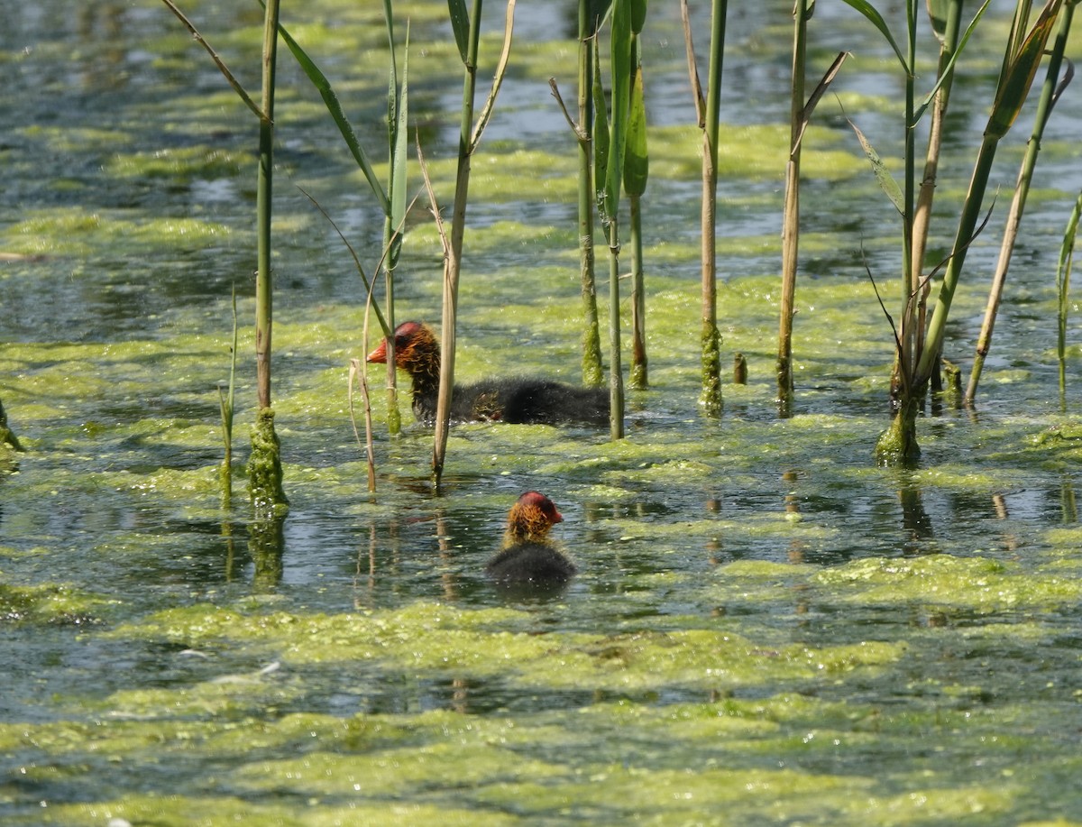 Eurasian Coot - ML619975630