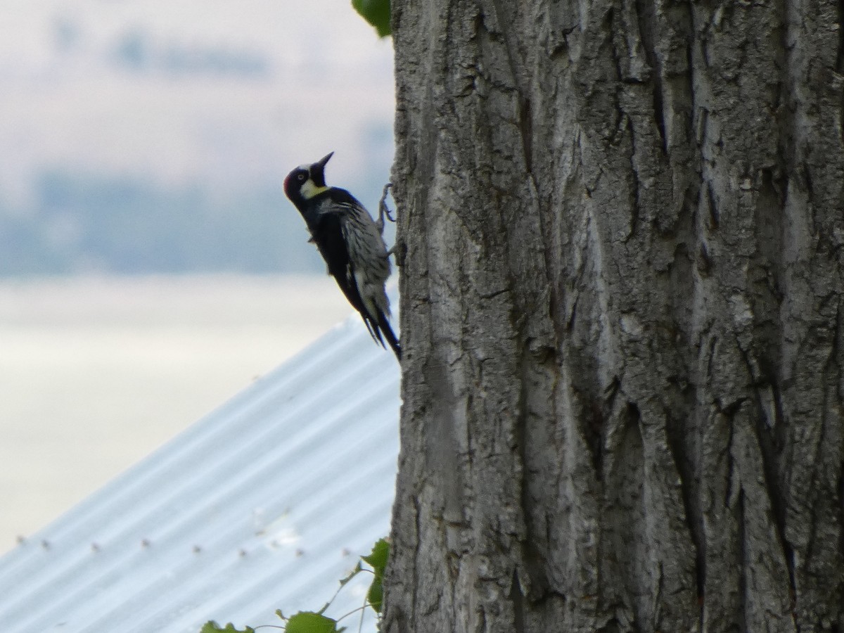 Acorn Woodpecker - ML619975631
