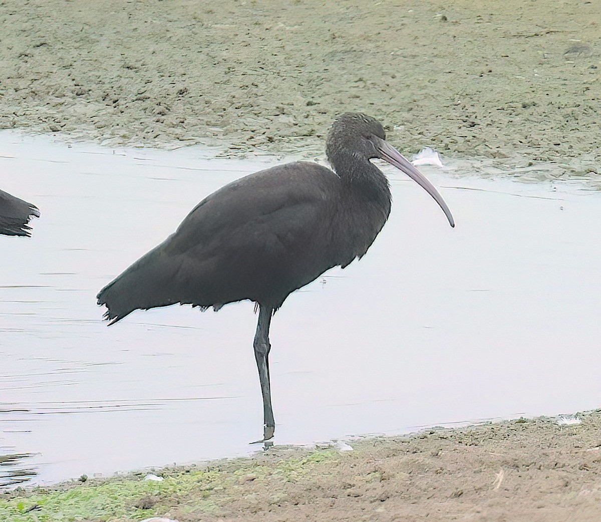 ibis andský - ML619975651