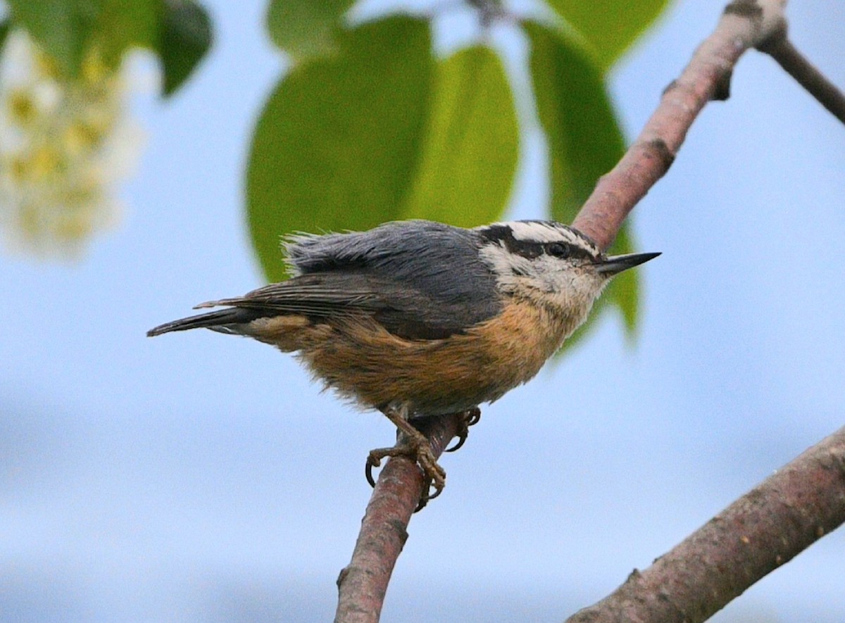 Red-breasted Nuthatch - ML619975658