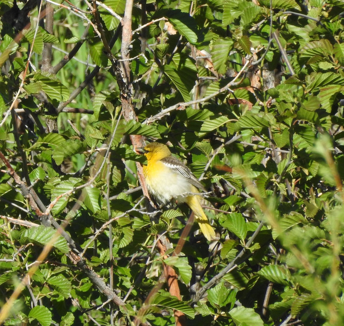 Bullock's Oriole - ML619975661