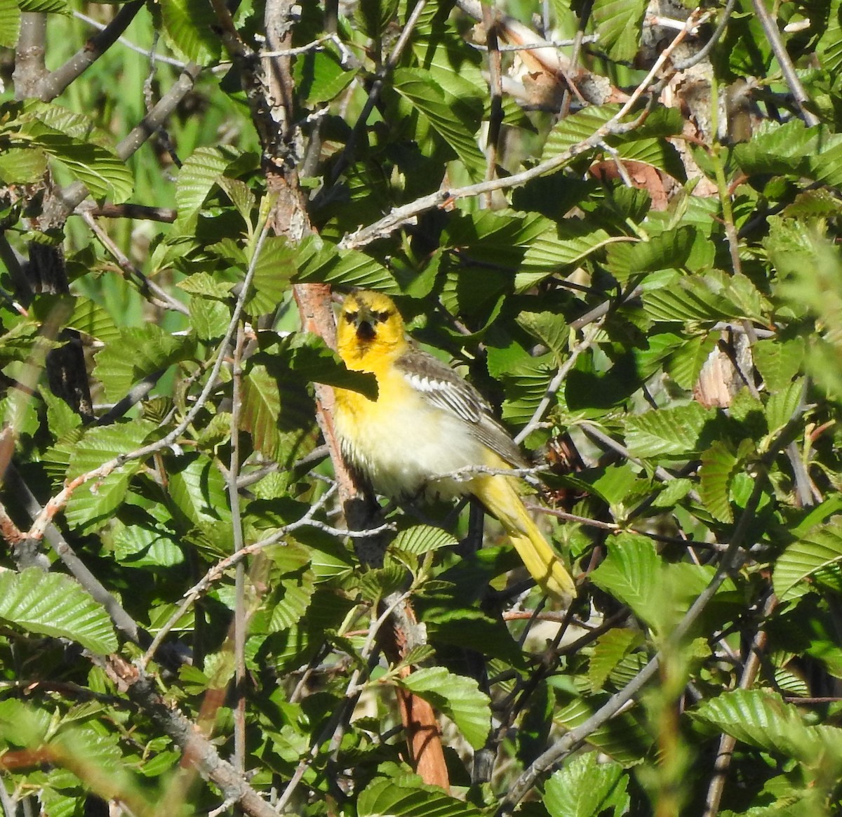 Bullock's Oriole - ML619975662