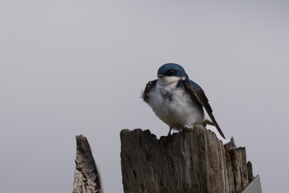 Golondrina Bicolor - ML619975664