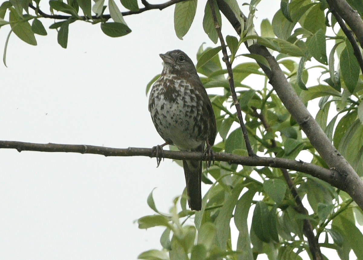 Fox Sparrow (Sooty) - ML619975666