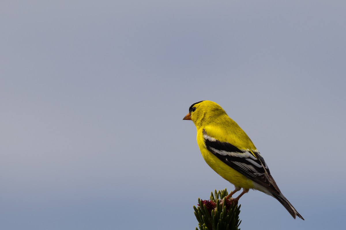 Chardonneret jaune - ML619975671