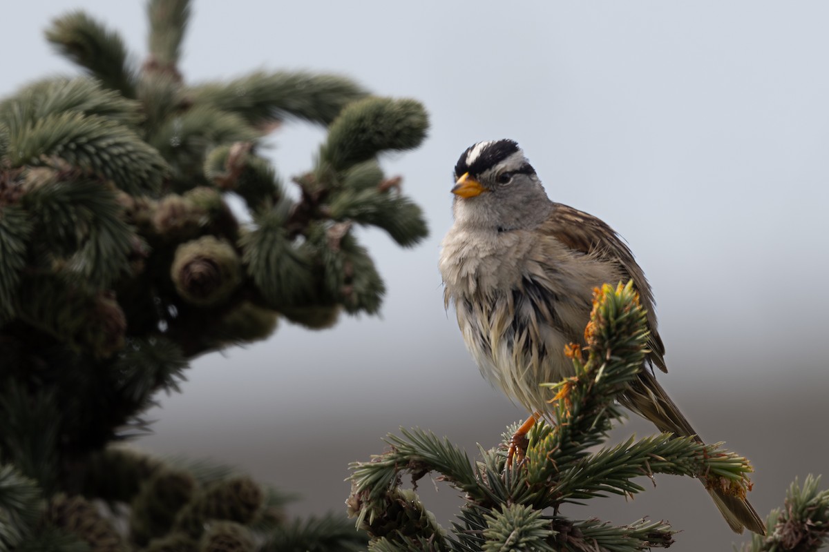 White-crowned Sparrow - ML619975695