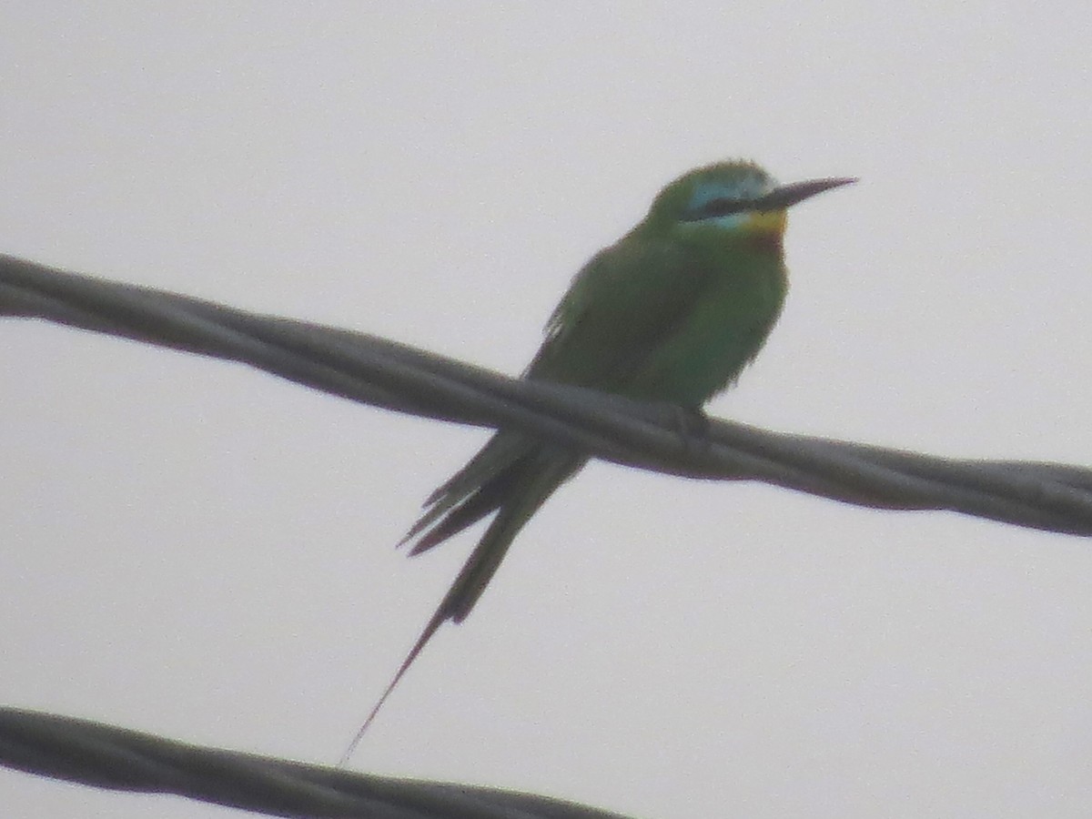 Blue-cheeked Bee-eater - ML619975700