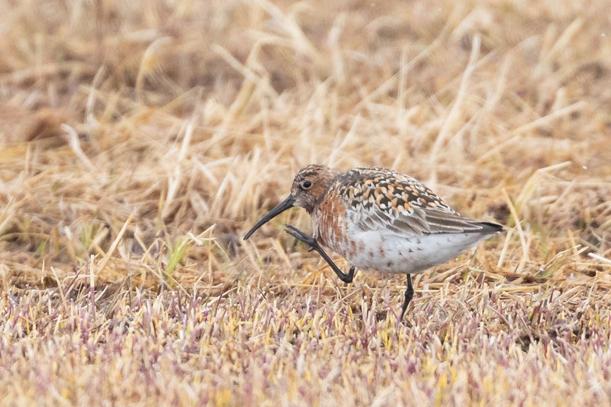 Curlew Sandpiper - ML619975728