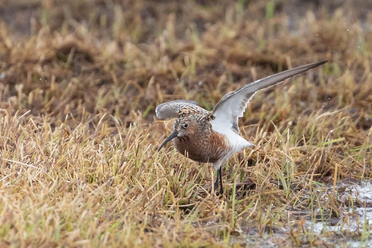 Curlew Sandpiper - ML619975732