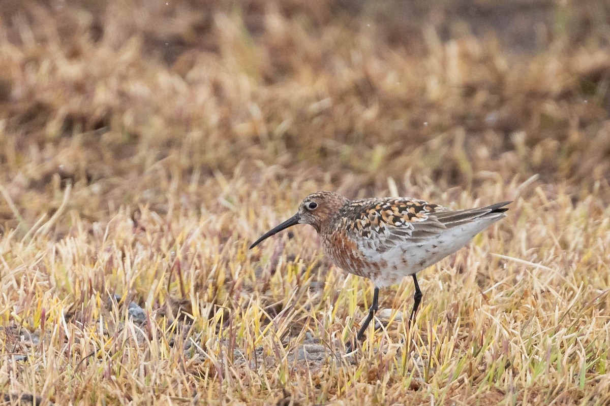 Curlew Sandpiper - ML619975733