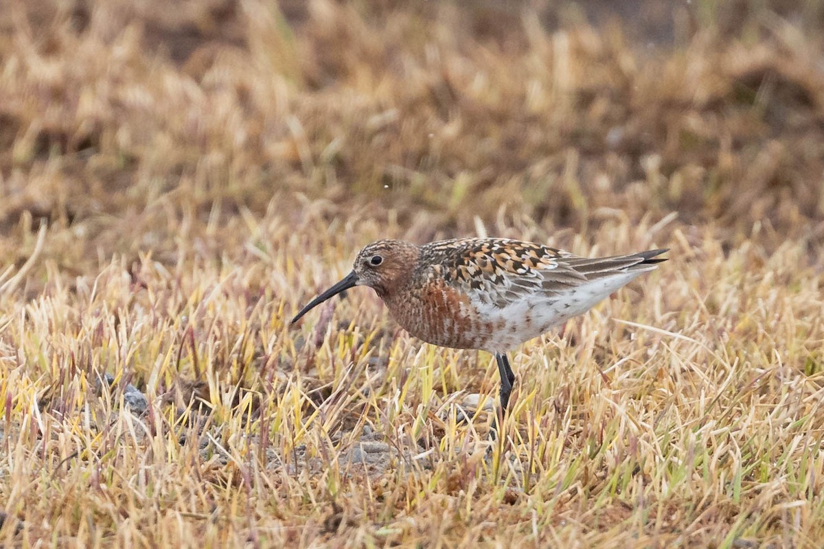 Curlew Sandpiper - ML619975734