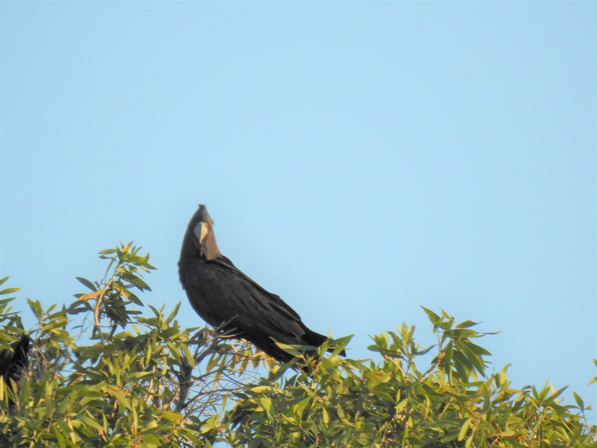 Red-tailed Black-Cockatoo - ML619975741