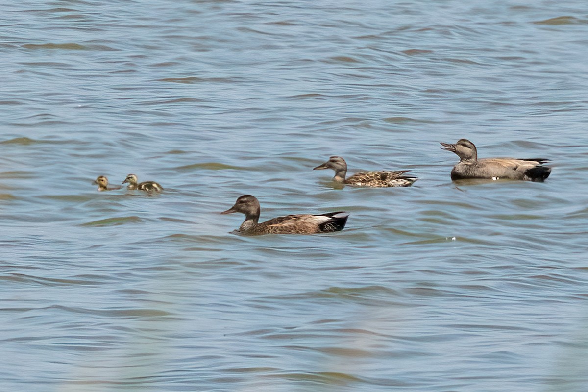 Gadwall - ML619975753