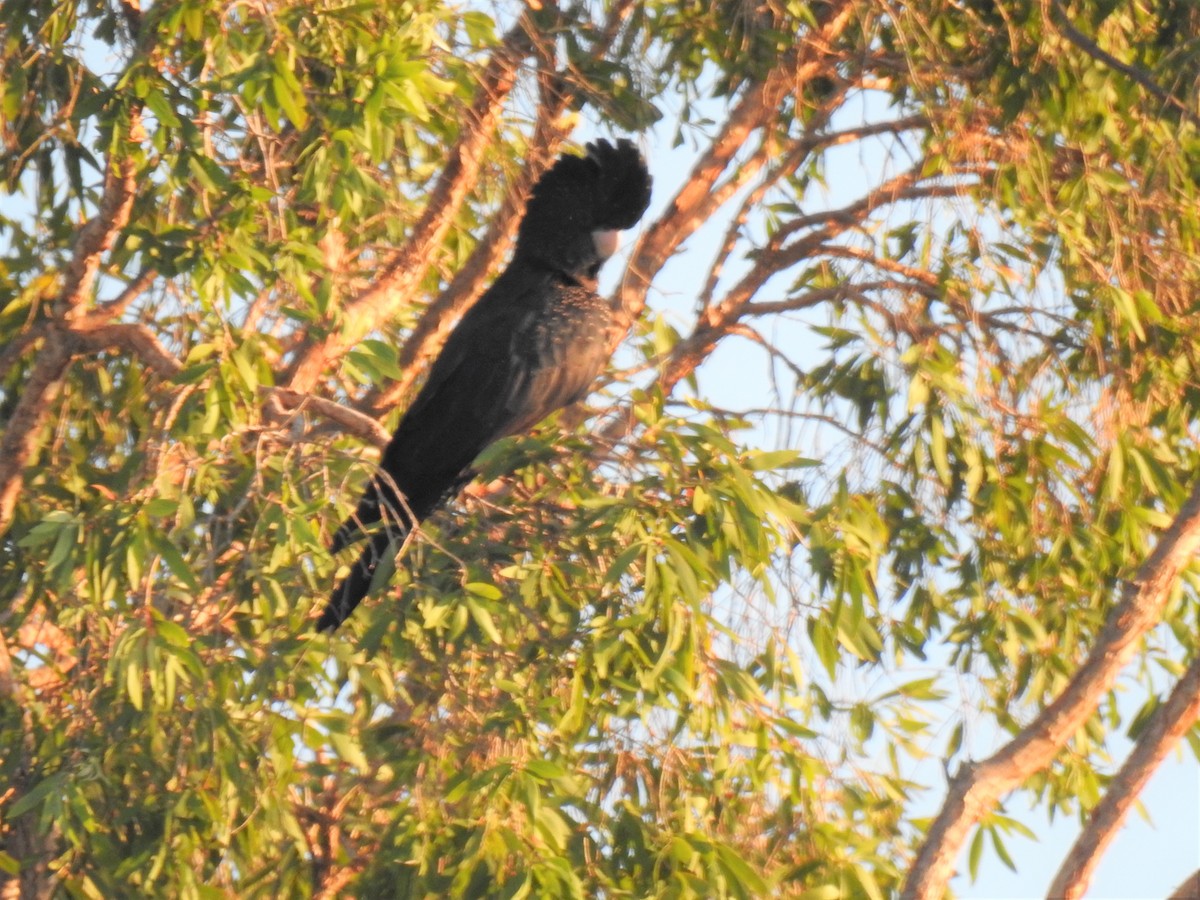 Red-tailed Black-Cockatoo - ML619975754