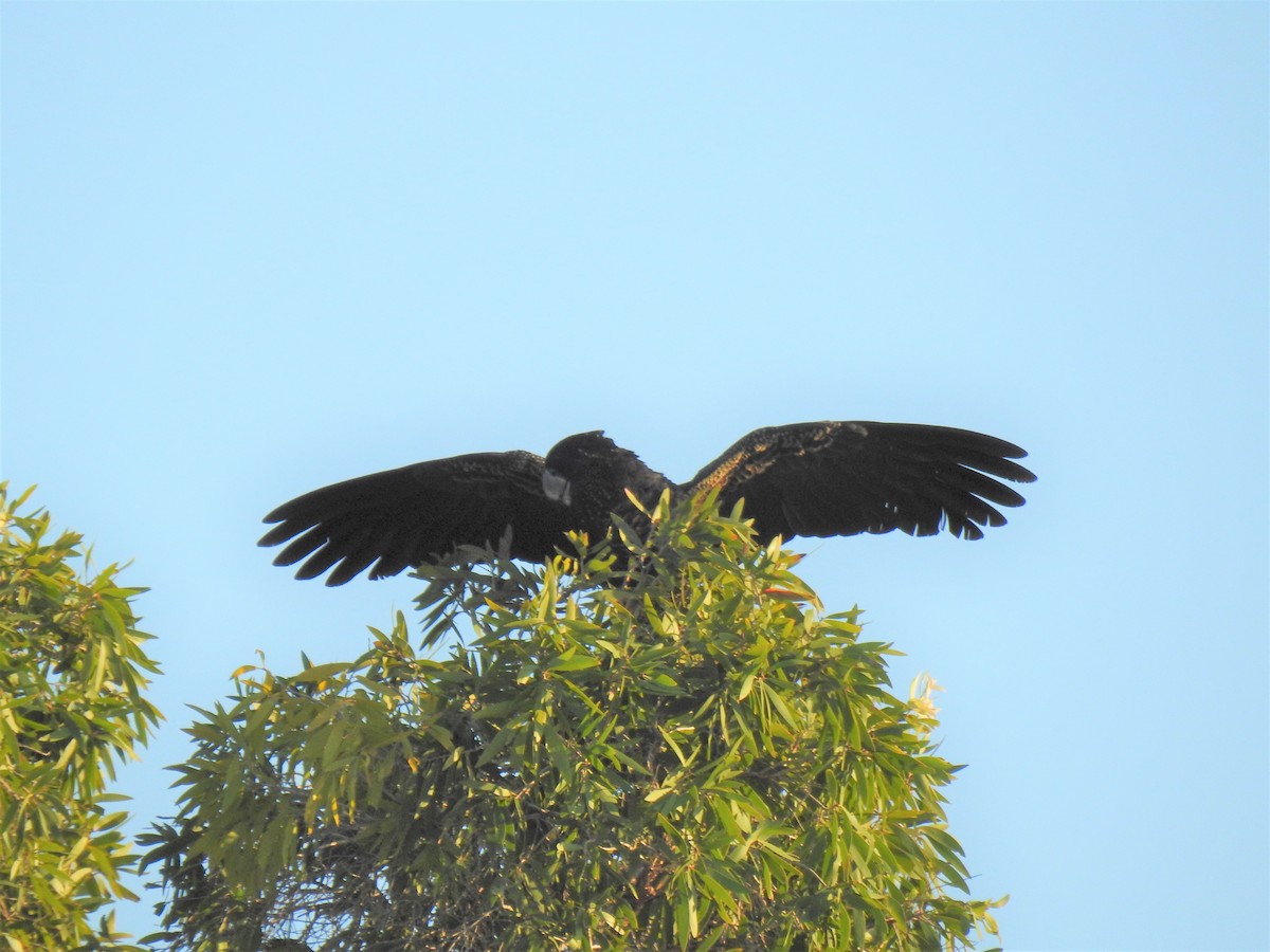 Red-tailed Black-Cockatoo - ML619975769