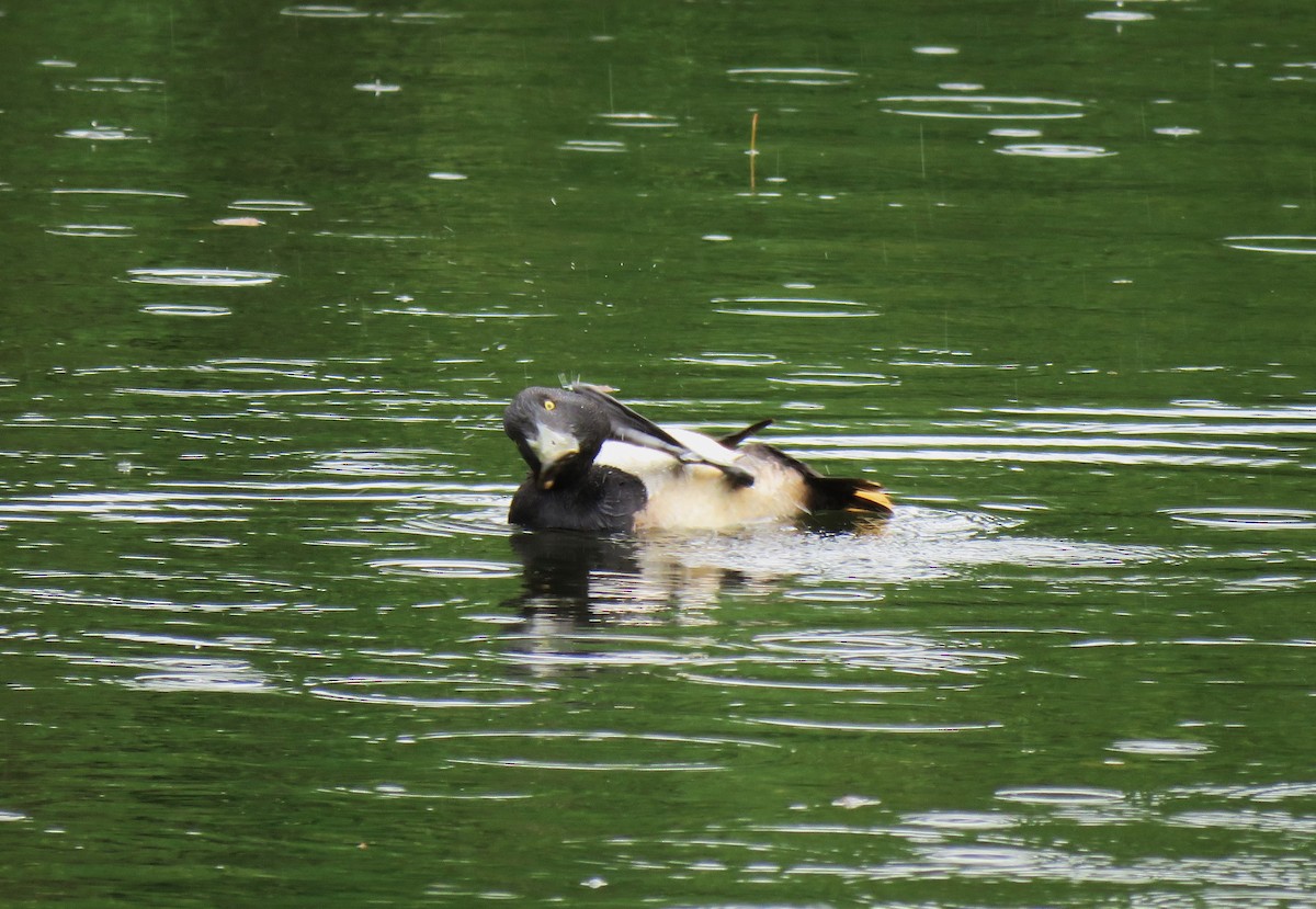 Greater Scaup - ML619975781