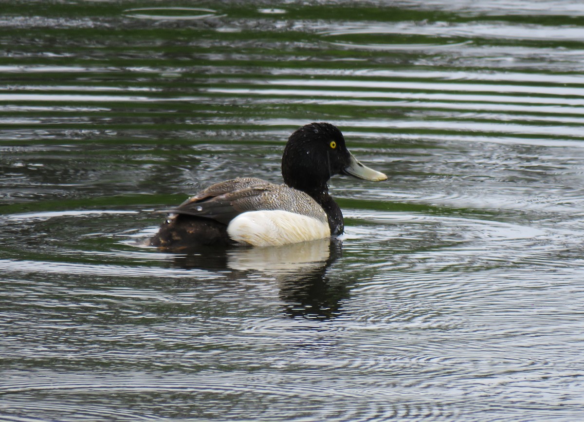 Greater Scaup - ML619975782