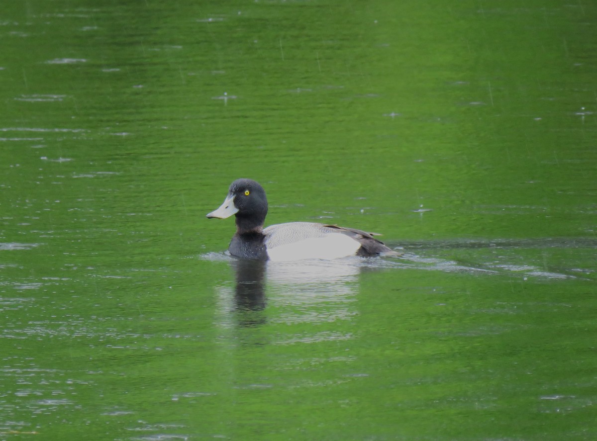 Greater Scaup - ML619975783