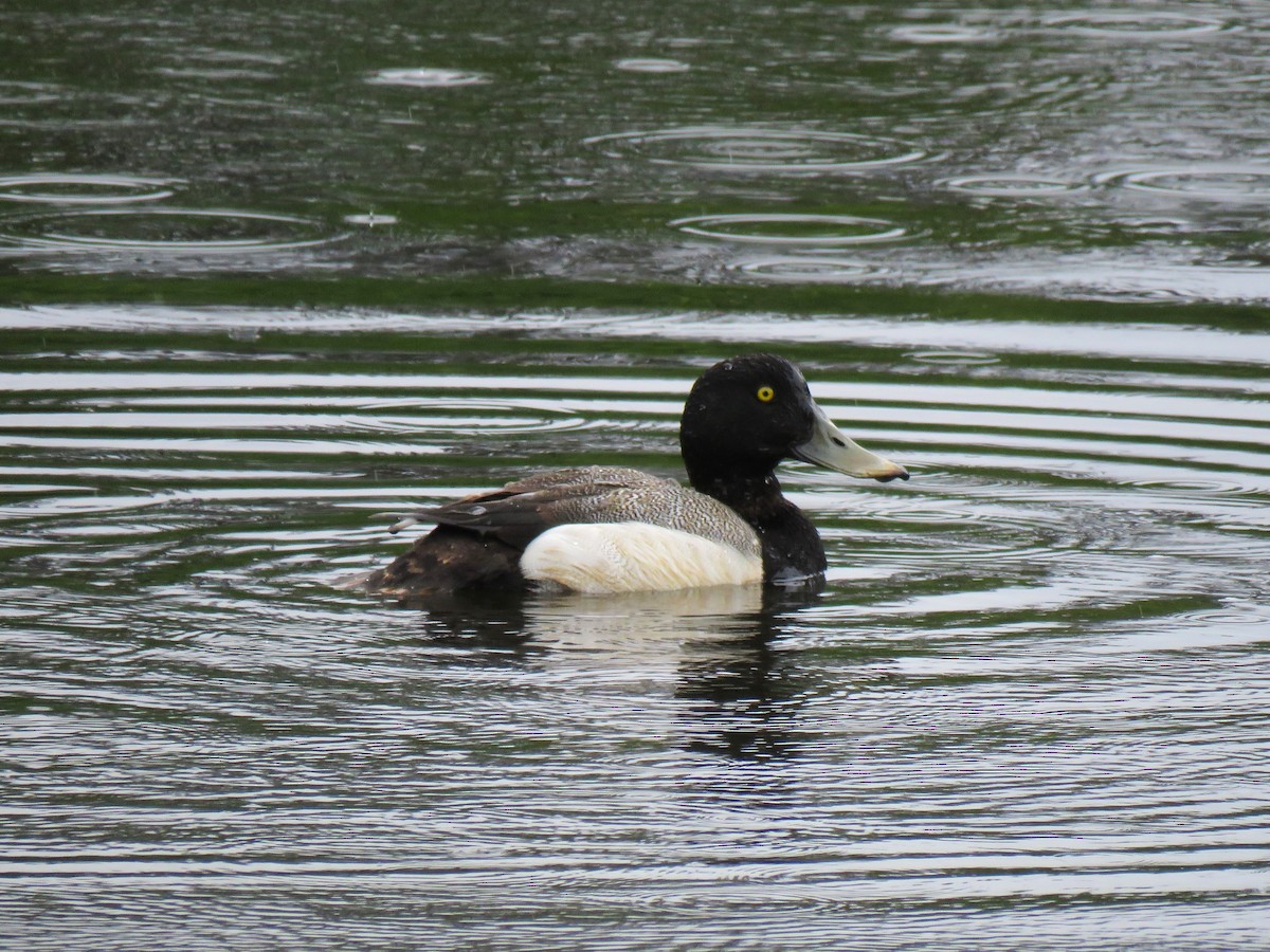 Greater Scaup - ML619975784